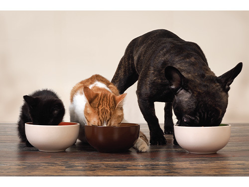 Pet Care